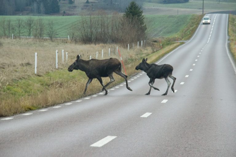 Två älgar springer över en landsväg med en bil som närmar sig från fjärran.